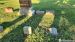 Joachim and Friederike Fiestedt Headstone